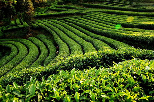 獨家訪談 筠連縣縣長劉朝平 推進筠連縣特色農業(yè)向品質農業(yè)發(fā)展